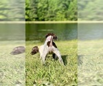 Small Photo #4 German Shorthaired Pointer Puppy For Sale in CANDOR, NC, USA