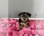 Puppy Bella Yorkshire Terrier