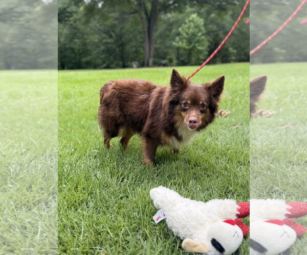 Medium Photo #4 Papillon Puppy For Sale in Yardley, PA, USA