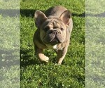 Small #1 French Bulldog