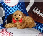 Small Photo #4 Cocker Spaniel-Poodle (Miniature) Mix Puppy For Sale in NEW PROVIDENCE, PA, USA