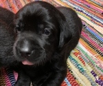 Small Photo #4 Labrador Retriever Puppy For Sale in INDIANA, PA, USA