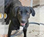 Small #6 Labrador Retriever Mix