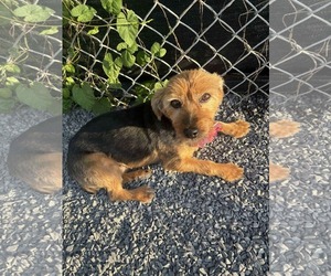 Mutt Dogs for adoption in Lewistown, PA, USA