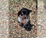 Small Photo #3 Pembroke Welsh Corgi Puppy For Sale in HUGHESVILLE, MO, USA