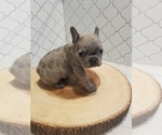 Small Photo #5 French Bulldog Puppy For Sale in BALDWIN PARK, CA, USA