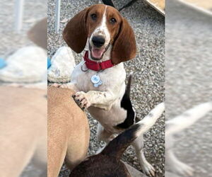 Basset Hound Dogs for adoption in Deepwater, NJ, USA