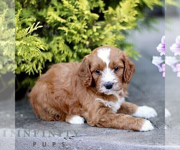 Medium Photo #3 Goldendoodle (Miniature) Puppy For Sale in LANCASTER, PA, USA