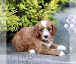 Small #2 Goldendoodle (Miniature)