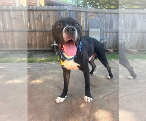 Boxer-Unknown Mix Dogs for adoption in Royse City, TX, USA