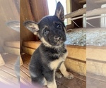 Puppy 5 German Shepherd Dog