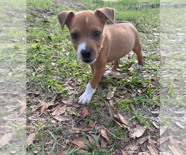 Medium Photo #1 Mutt Puppy For Sale in Sanford, FL, USA