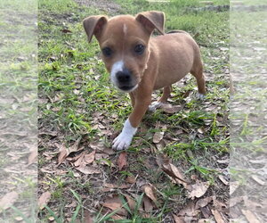 Mutt Dogs for adoption in Sanford, FL, USA