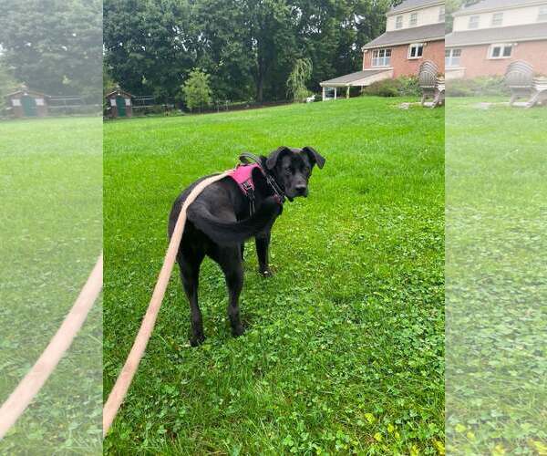Medium Photo #2 Labrador Retriever-Unknown Mix Puppy For Sale in Shillington, PA, USA