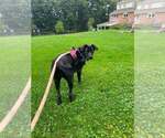 Small #1 Labrador Retriever Mix