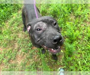 American Pit Bull Terrier Dogs for adoption in Charlotte, NC, USA