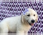 Small Photo #4 English Cream Golden Retriever Puppy For Sale in LANCASTER, PA, USA