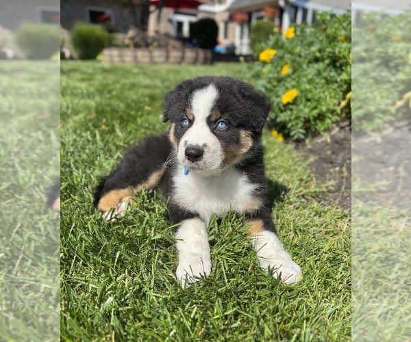 Medium Photo #2 Miniature Australian Shepherd Puppy For Sale in NOBLESVILLE, IN, USA