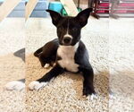 Small #12 Labrador Retriever Mix