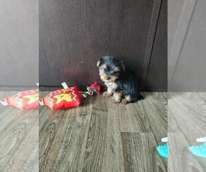 Medium Yorkshire Terrier