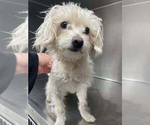 Mutt Dogs for adoption in New York, NY, USA