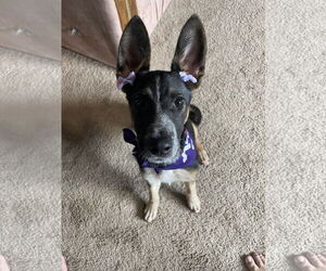 RAVEN #2 - Female German Shepherd Dog-Unknown Mix Dog for Adoption - Photo #5