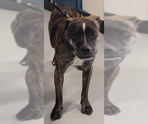 Faux Frenchbo Bulldog Dogs for adoption in Temple, TX, USA
