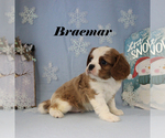 Small #1 Cavalier King Charles Spaniel