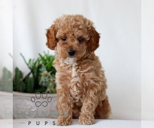 Goldendoodle (Miniature) Puppy for sale in NARVON, PA, USA
