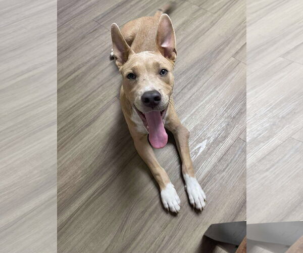 Medium Photo #13 Carolina Dog-Unknown Mix Puppy For Sale in Derwood, MD, USA