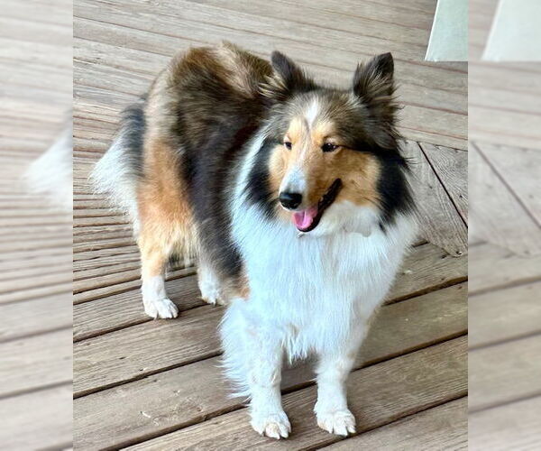 Medium Photo #2 Mutt Puppy For Sale in Wamego, KS, USA