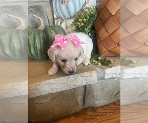 English Cream Golden Retriever Puppy for sale in RICHLAND, MO, USA