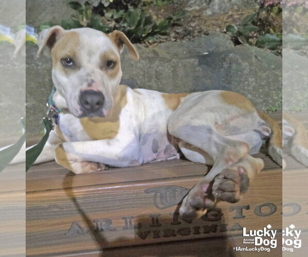 Medium Photo #5 Mutt Puppy For Sale in Washington, DC, USA