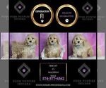 Small Photo #10 Maltipoo (Miniature) Puppy For Sale in WARSAW, IN, USA