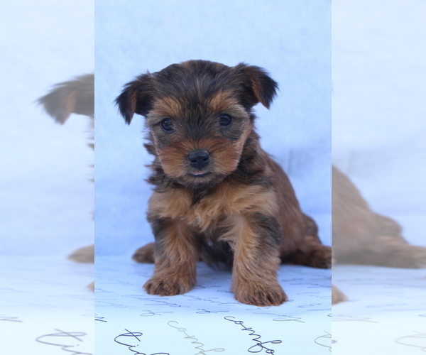 Medium Photo #1 Yorkshire Terrier Puppy For Sale in HILLSBORO, TX, USA
