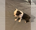 Small Photo #11 Boston Terrier Puppy For Sale in GORHAM, NH, USA