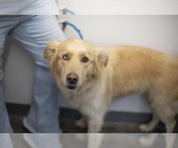 Medium Photo #1 Goberian Puppy For Sale in Mountain Home, AR, USA