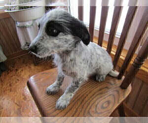 Australian Cattle Dog-Poodle (Miniature) Mix Puppy for sale in KALAMAZOO, MI, USA