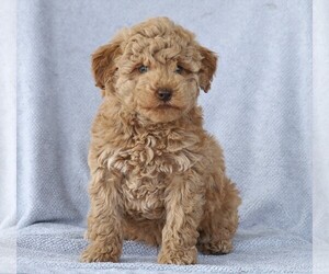 Aussiedoodle-Poodle (Miniature) Mix Puppy for sale in FREDERICKSBG, OH, USA