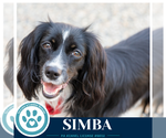Small #11 Australian Shepherd-Colonial Cocker Spaniel Mix