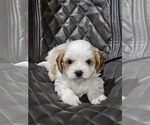 Small Photo #5 Cavapoo Puppy For Sale in FAIR GROVE, MO, USA