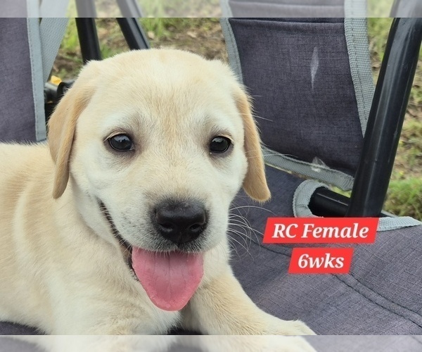 Medium Photo #121 Labrador Retriever Puppy For Sale in EDGEWOOD, TX, USA