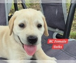 Small Photo #121 Labrador Retriever Puppy For Sale in EDGEWOOD, TX, USA