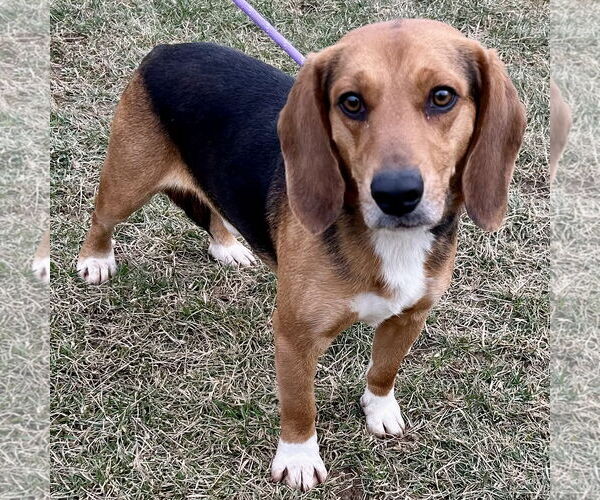 Medium Photo #2 Beagle Puppy For Sale in Batavia, OH, USA