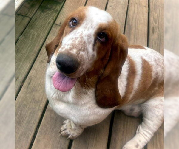 Medium Photo #3 Basset Hound Puppy For Sale in Deepwater, NJ, USA