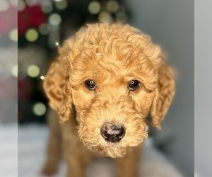 Goldendoodle Puppy for sale in POWELL, TN, USA