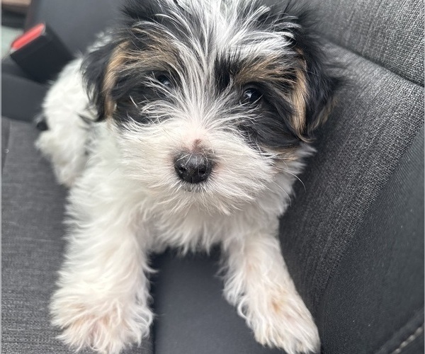 Medium Photo #1 Yorkshire Terrier Puppy For Sale in OVERTON, TX, USA