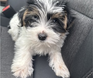 Medium Yorkshire Terrier