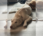 Small #2 Labrador Retriever Mix
