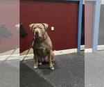 Small #15 American Staffordshire Terrier Mix